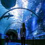 Voir la diapositive 2 : Smartbox À la découverte des secrets de l'océan : 2 entrées adulte coupe-file à l'aquarium Nausicaá en basse saison - Coffret Cadeau Sport & Aventure