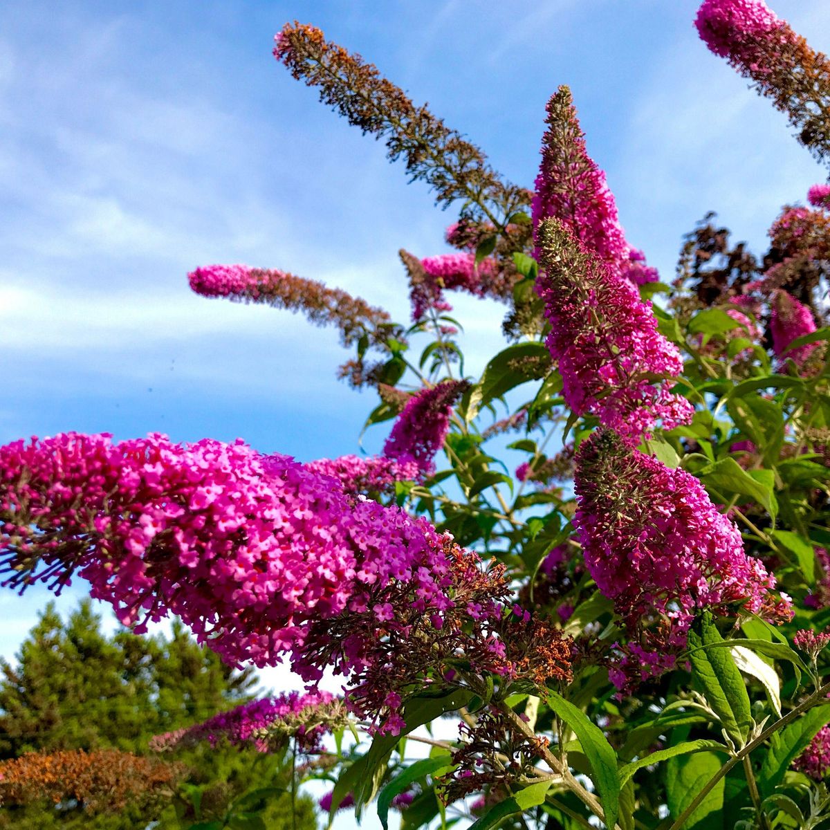 PLANT IN A BOX Arbre à papillons - Set de 3 - Buddleja davidii 'Pink Delight' - H25-40cm - ⌀9cm