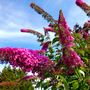 Voir la diapositive 3 : PLANT IN A BOX Arbre à papillons - Set de 3 - Buddleja davidii 'Pink Delight' - H25-40cm - ⌀9cm