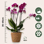 Voir la diapositive 2 : PLANT IN A BOX Orchidée - x3 - Phalaenopsis Multiflora dans panier - Hauteur 35-45cm - ⌀12cm