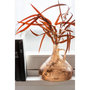 Voir la diapositive 2 : Paris Prix Bouquet d'Eucalyptus  Sauvage Séché  75cm Rouille