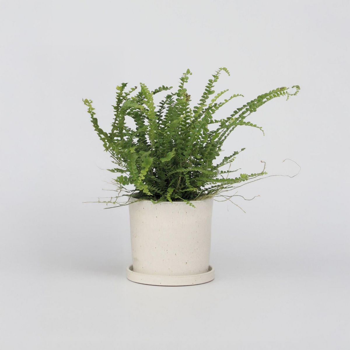 PLANT IN A BOX Fougère de Duff - Nephrolepis 'Duffii' - Hauteur 25-40cm - ⌀12cm