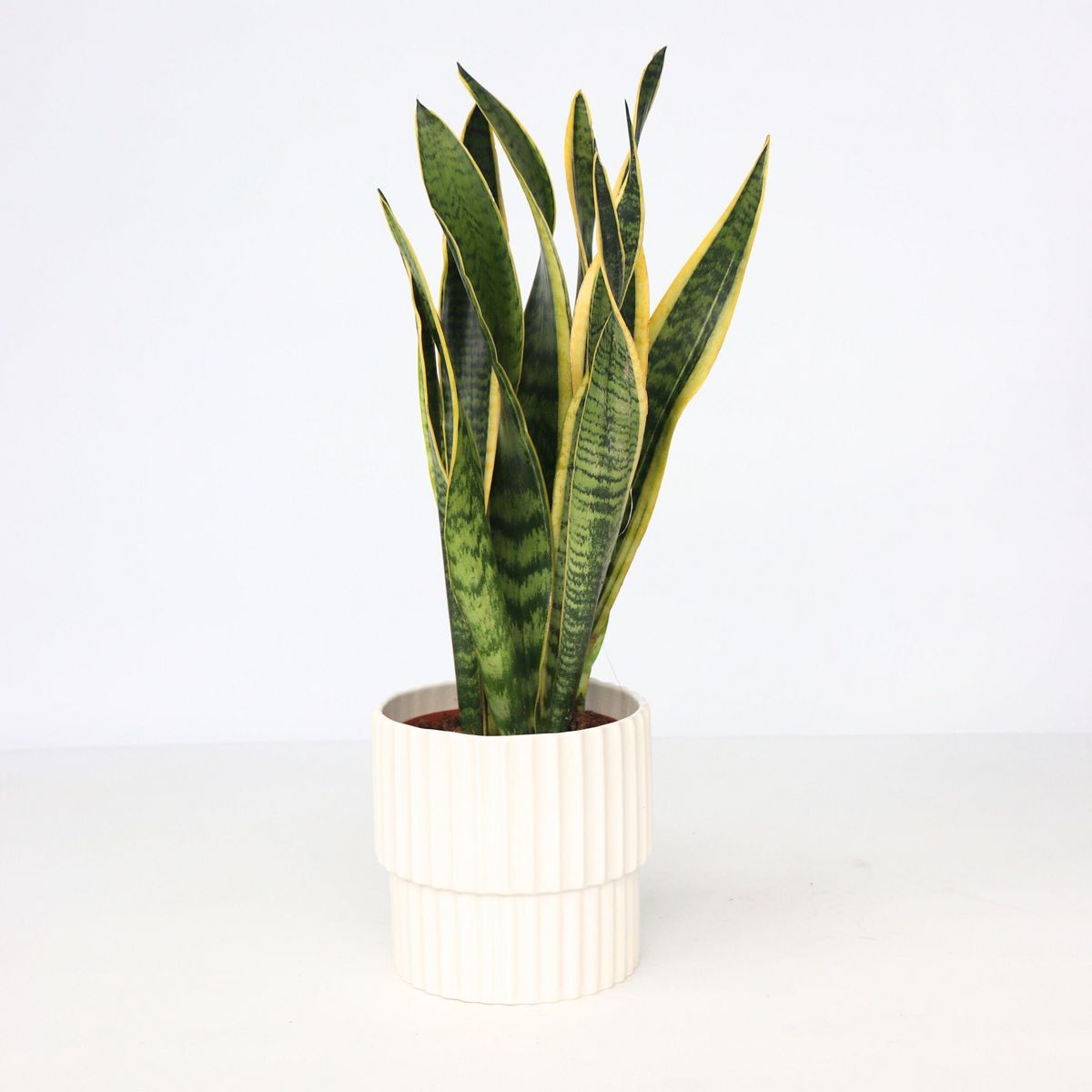 PLANT IN A BOX Langue de belle-mère - Sansevieria trifasciata Laurentii - H40-50cm - ⌀14cm