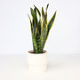 Voir la diapositive 6 : PLANT IN A BOX Langue de belle-mère - Sansevieria trifasciata Laurentii - H40-50cm - ⌀14cm