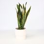 Voir la diapositive 6 : PLANT IN A BOX Langue de belle-mère - Sansevieria trifasciata Laurentii - H40-50cm - ⌀14cm