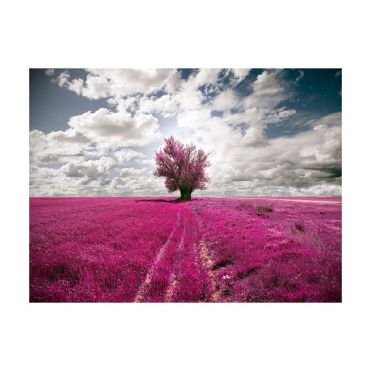Paris Prix Papier Peint  Prairie Couleur Fuschia