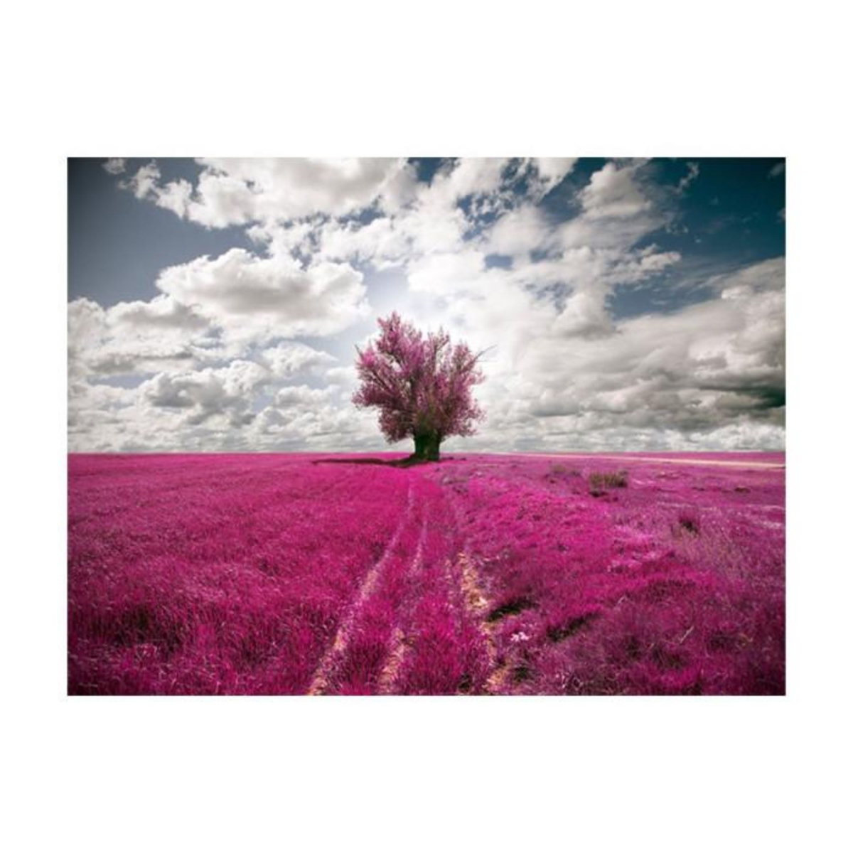 Paris Prix Papier Peint  Prairie Couleur Fuschia