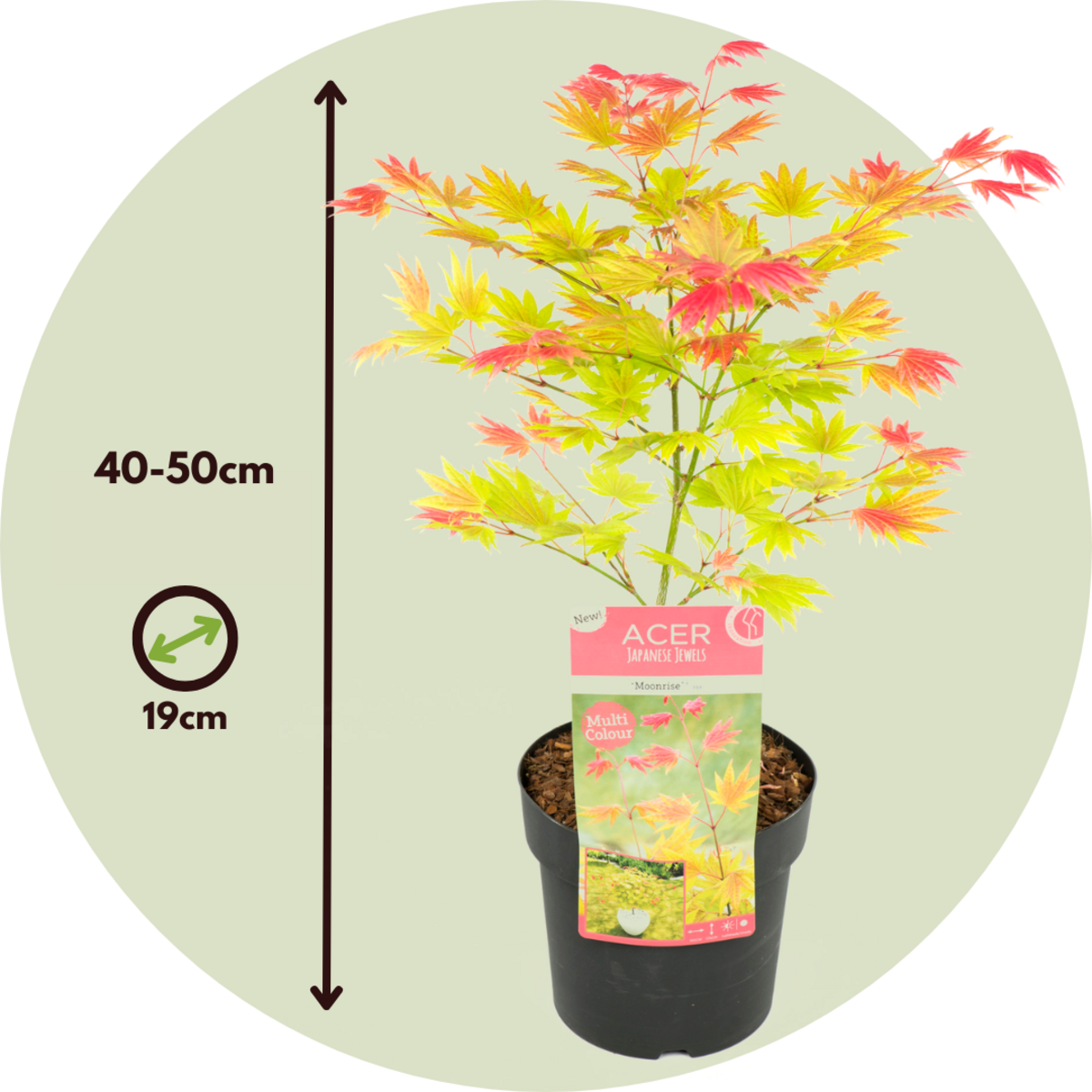 PLANT IN A BOX Érable du Japon - Acer palmatum 'Moonrise' - Hauteur 40-50cm - ⌀19cm
