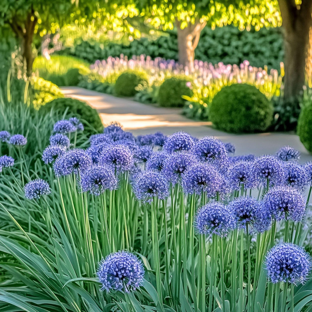 PLANT IN A BOX Ail - Set de 80 - Allium 'Caeruleum' - Bulbes à fleurs - Bleu
