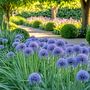 Voir la diapositive 5 : PLANT IN A BOX Ail - Set de 80 - Allium 'Caeruleum' - Bulbes à fleurs - Bleu