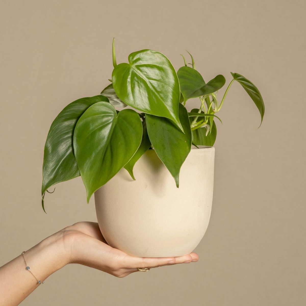 PLANT IN A BOX Pépéromie - Peperomia polybotrya - Hauteur 20-30cm - ⌀12cm