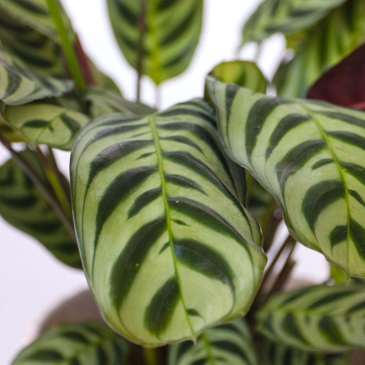 PLANT IN A BOX Plante Dormeuse - Set de 4 - Ctenanthe 'burle-marxii' - Hauteur 25-40cm - ⌀12cm