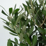 Voir la diapositive 3 : PLANT IN A BOX Olivier - Set de 2 - Olea europaea - Hauteur 90-100cm - ⌀21cm