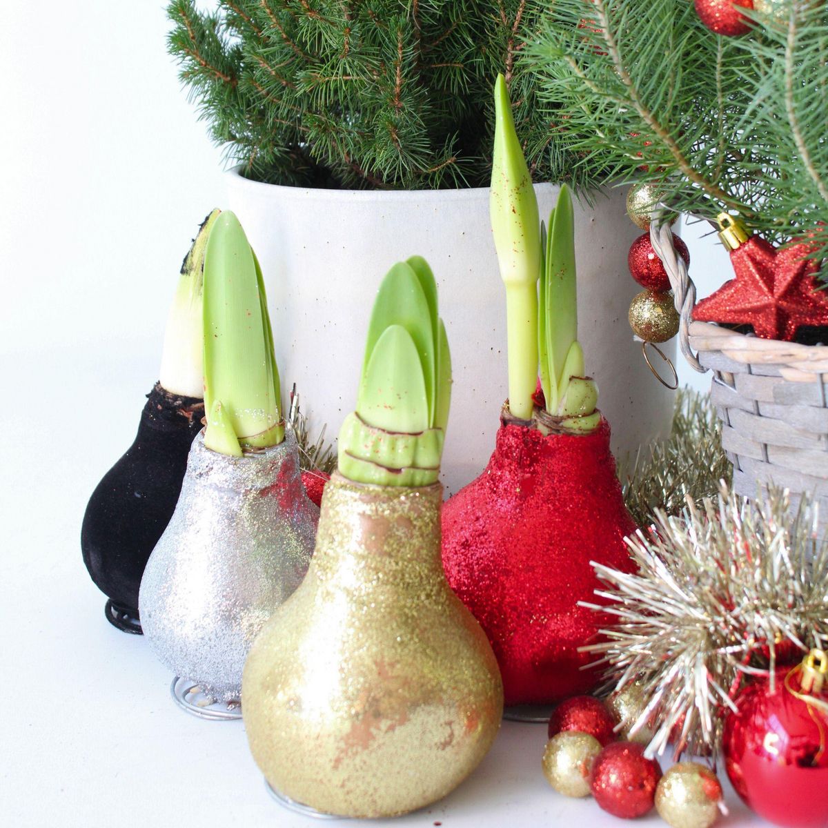 PLANT IN A BOX Amaryllis - Set de 3 - Hippeastrum 'Glitter Mix' - Bulbe de fleur - Rouge