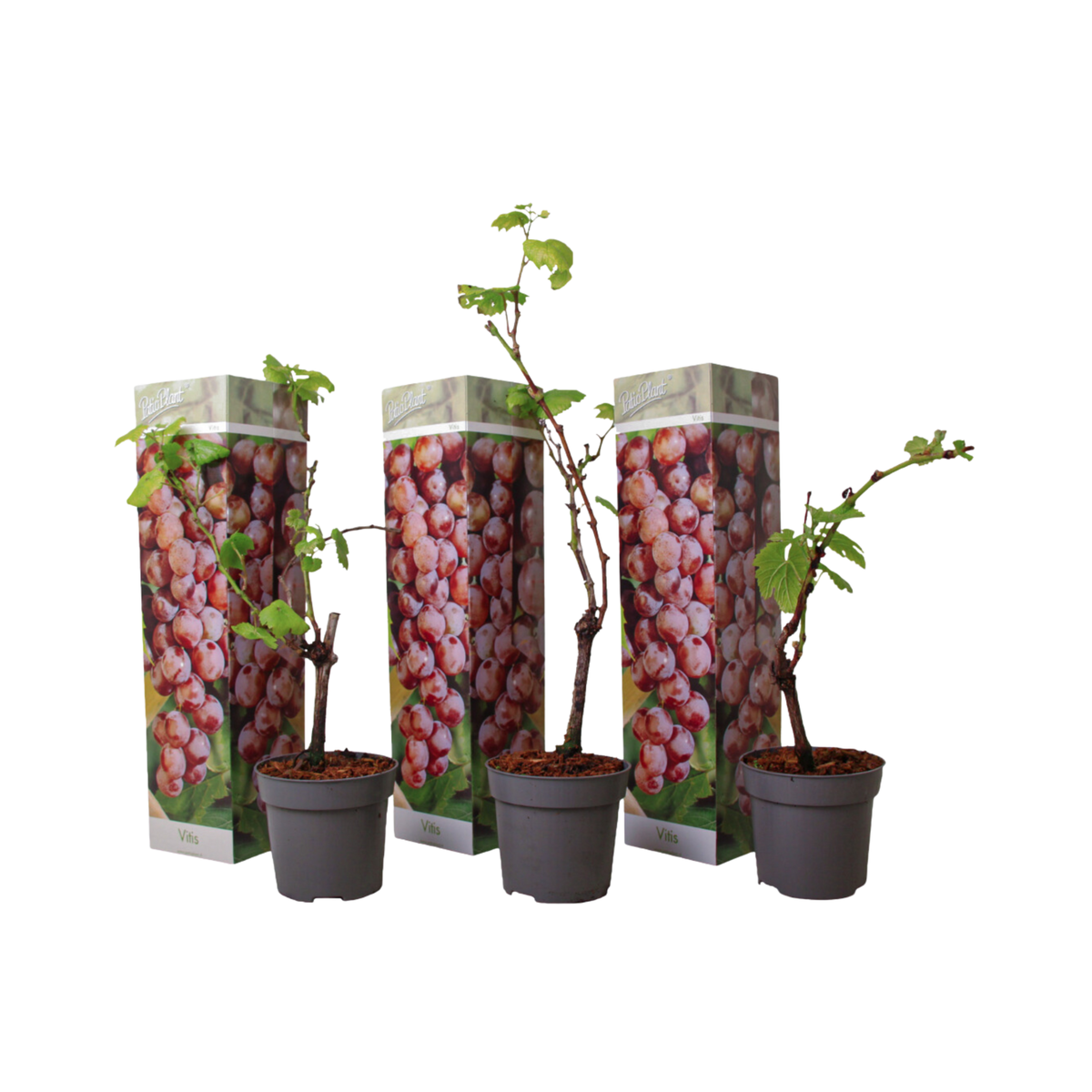 PLANT IN A BOX Vigne à raisin - Set de 3 - Vitis vinifera 'Pinot Gris' - Hauteur 25-40cm - ⌀9cm