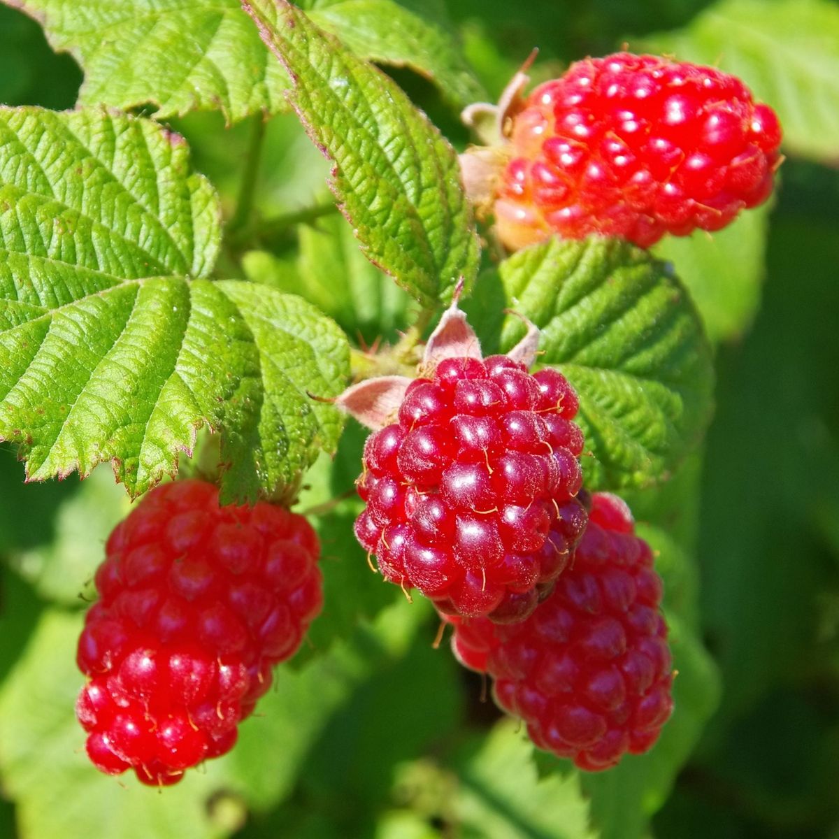 PLANT IN A BOX Framboise de Tay - Set de 3 - Rubus 'Tayberry' - Hauteur 25-40cm - ⌀9cm