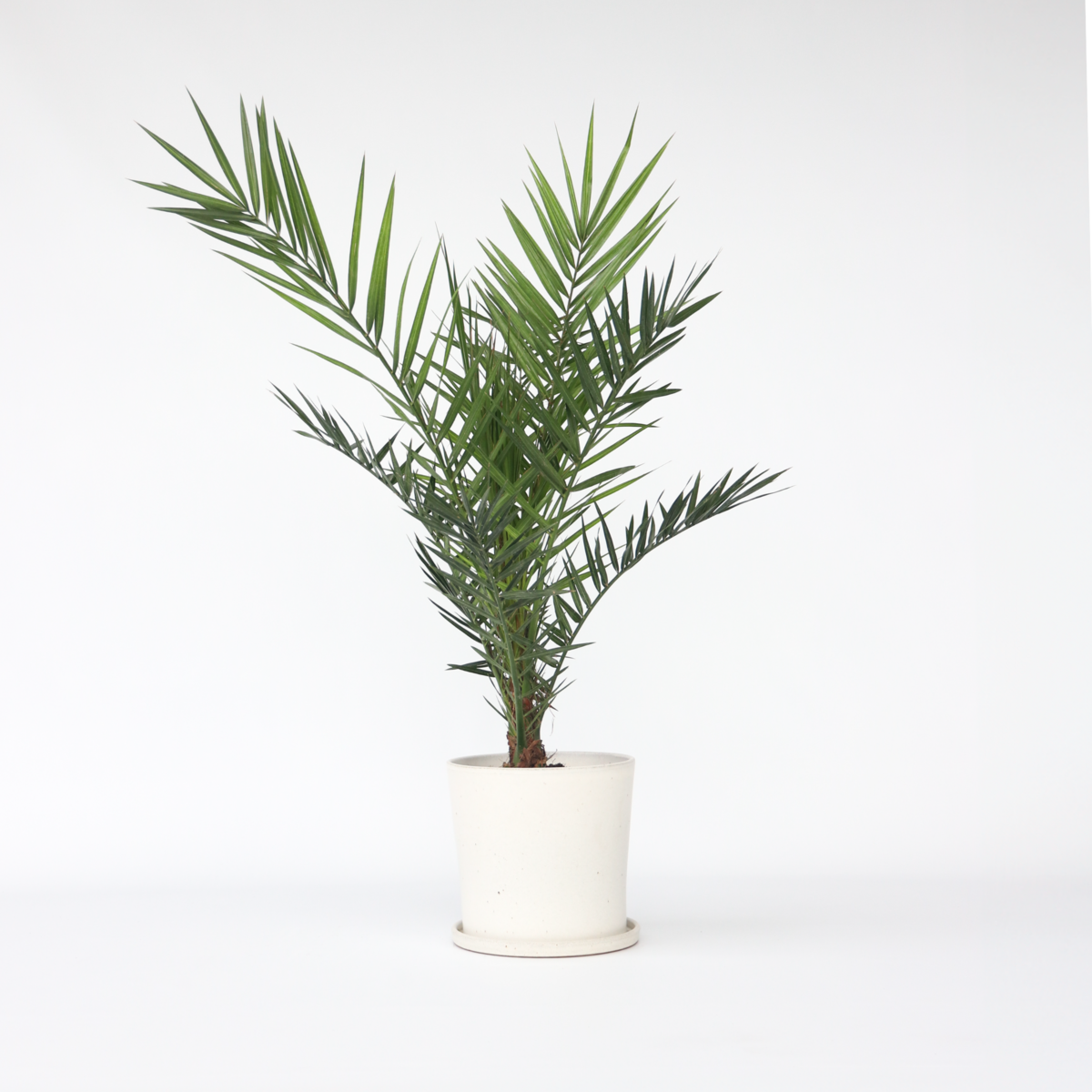 PLANT IN A BOX Palmier Dattier nain - Phoenix canariensis - Hauteur 80-100cm - ⌀19cm
