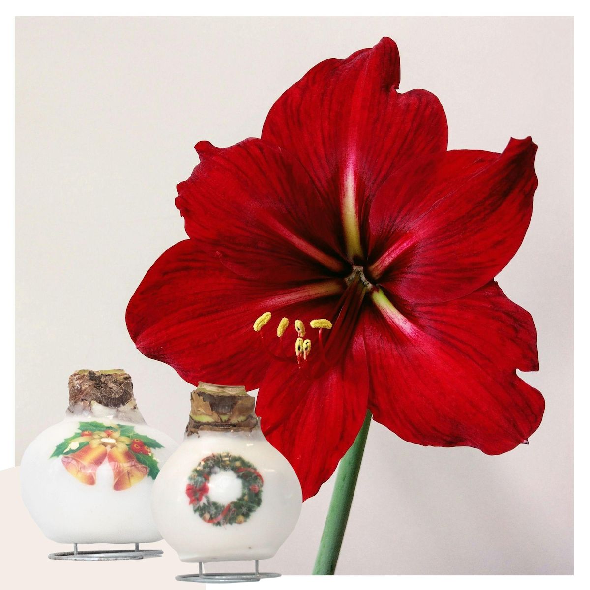 PLANT IN A BOX Amaryllis - Lot de 2 - Hippeastrum 'Mélange Cire de Porcelaine'