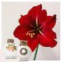 Voir la diapositive 5 : PLANT IN A BOX Amaryllis - Lot de 2 - Hippeastrum 'Mélange Cire de Porcelaine'