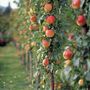 Voir la diapositive 5 : PLANT IN A BOX Colonnes de fruits - Set de 6 - Pomme, poire - Hauteur 60-70cm - ⌀9cm