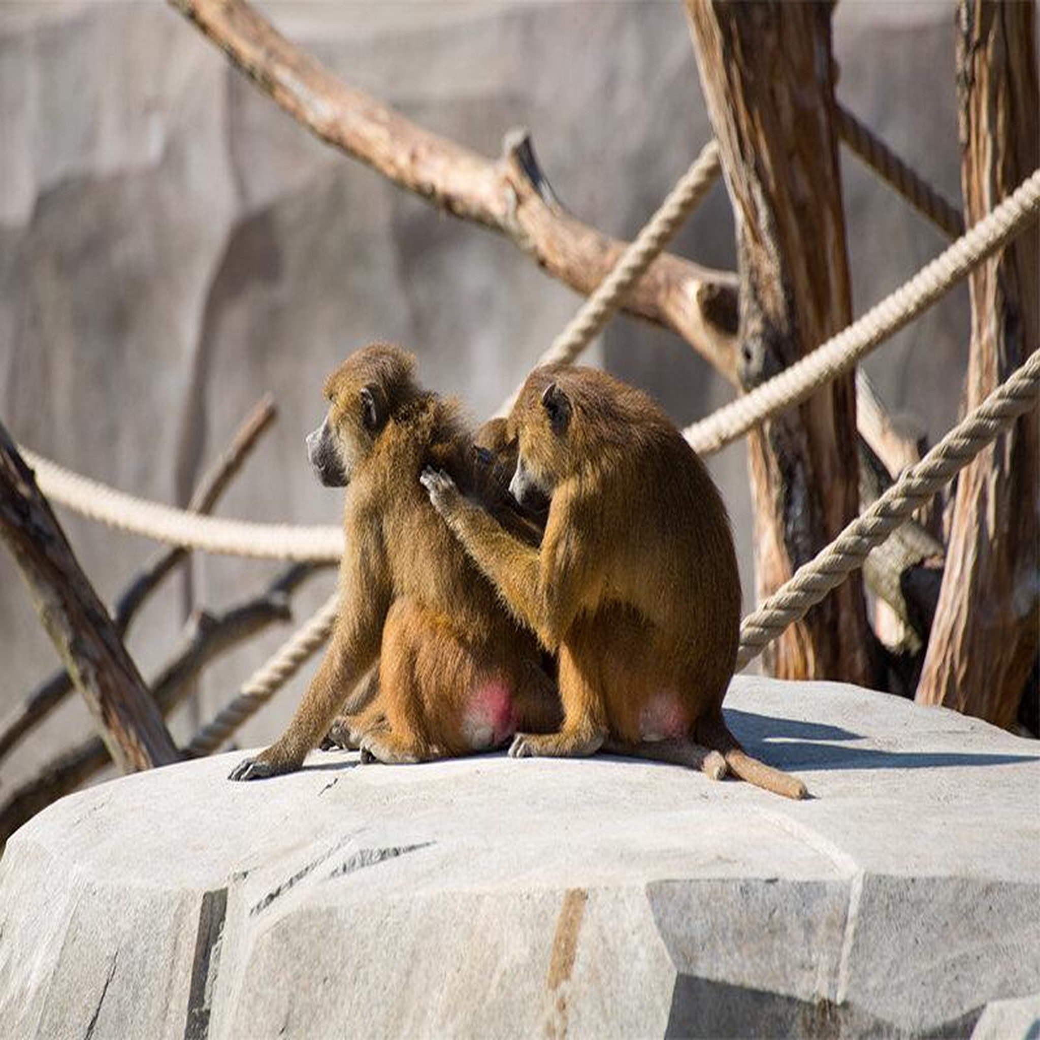 Voir la diapositive 2 : Smartbox Journée fascinante au parc zoologique de paris pour 1 adulte et 2 enfants - coffret cadeau sport & aventure