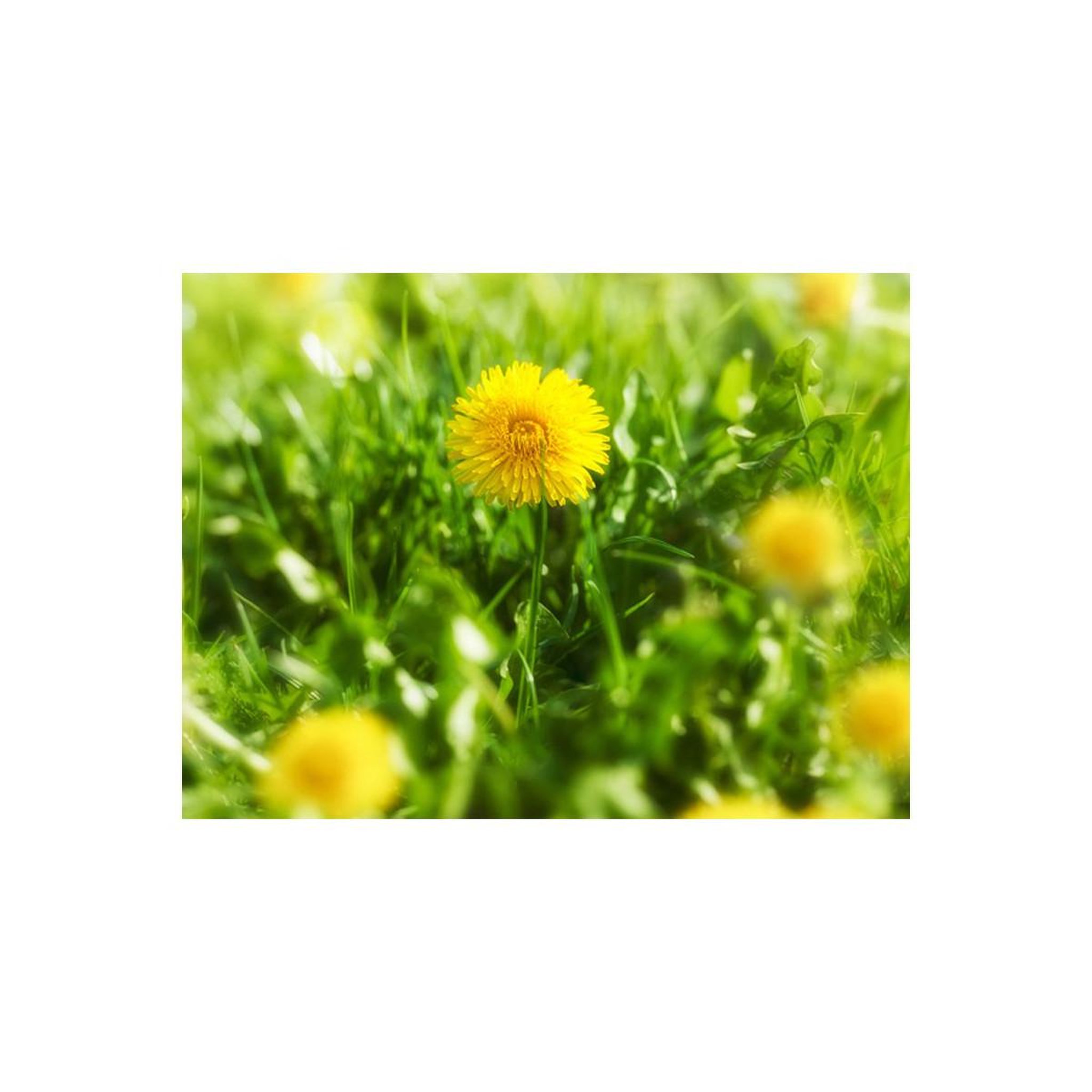 Voir la diapositive 2 : Paris Prix Papier Peint  Printemps Fleurs Jaunes de Pissenlit