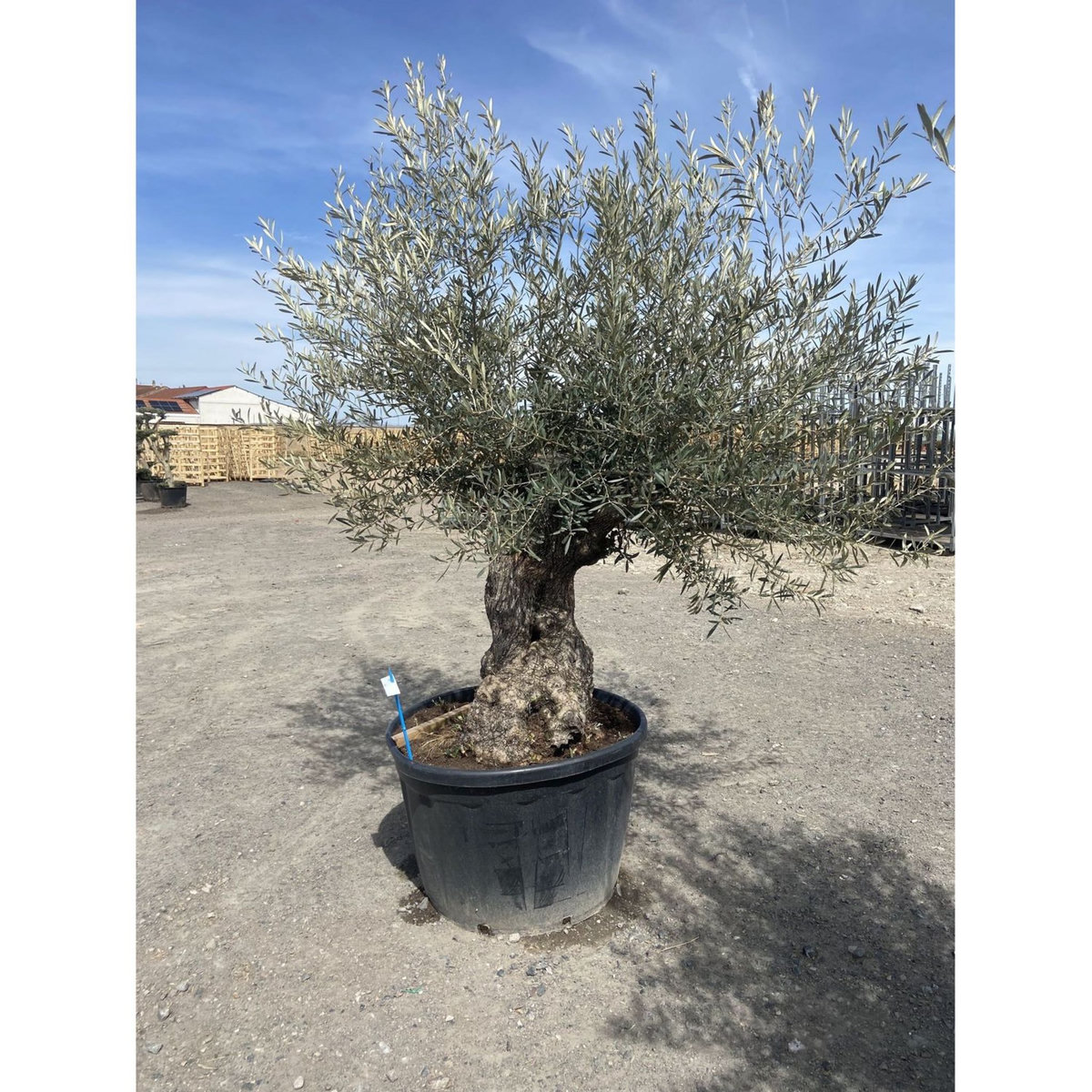 Olivier (Olea europea) - Tronc 125/150cm - H180/200cm