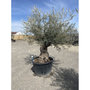 Voir la diapositive 2 : Olivier (Olea europea) - Tronc 125/150cm - H180/200cm