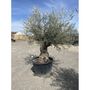 Voir la diapositive 2 : Olivier (Olea europea) - Tronc 125/150cm - H180/200cm