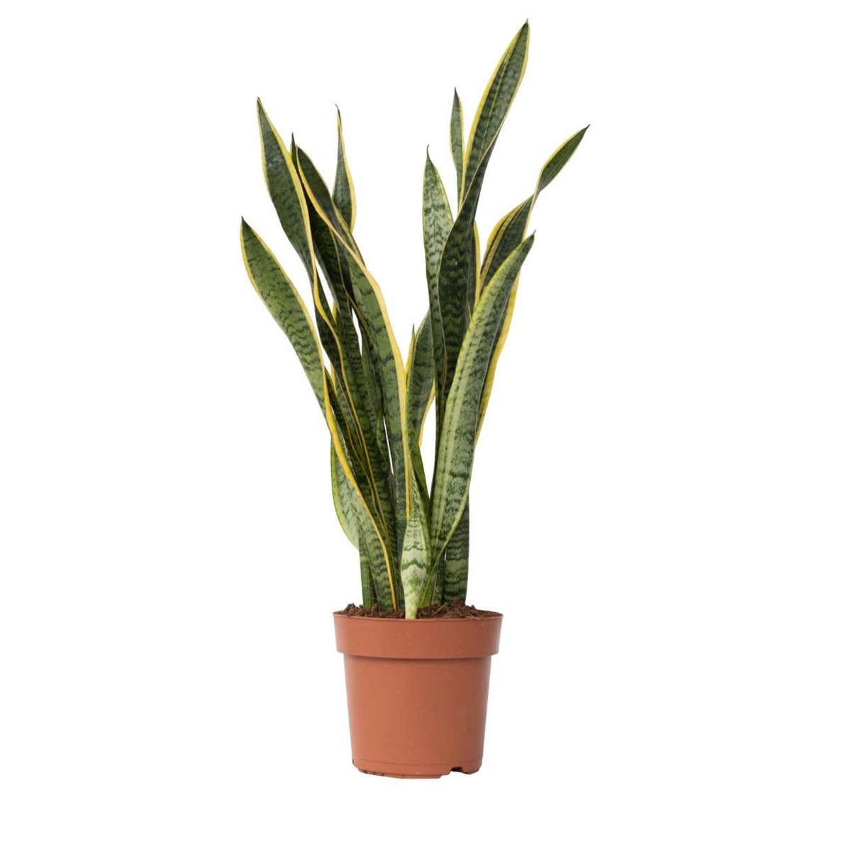 PLANT IN A BOX Langue de belle-mère - Sansevieria trifasciata Laurentii - H65-75cm - ⌀21cm