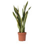Voir la diapositive 1 : PLANT IN A BOX Langue de belle-mère - Sansevieria trifasciata Laurentii - H65-75cm - ⌀21cm