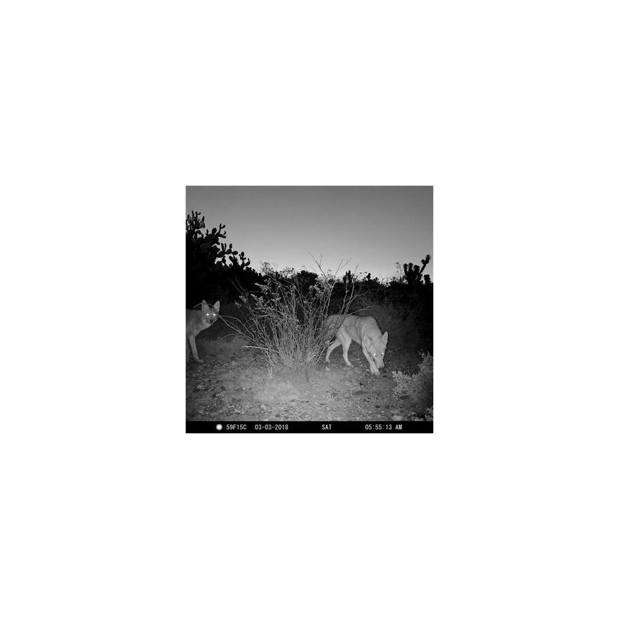 Cd noorg iii, album électroacoustique noise-drone en édition standard 1 disque