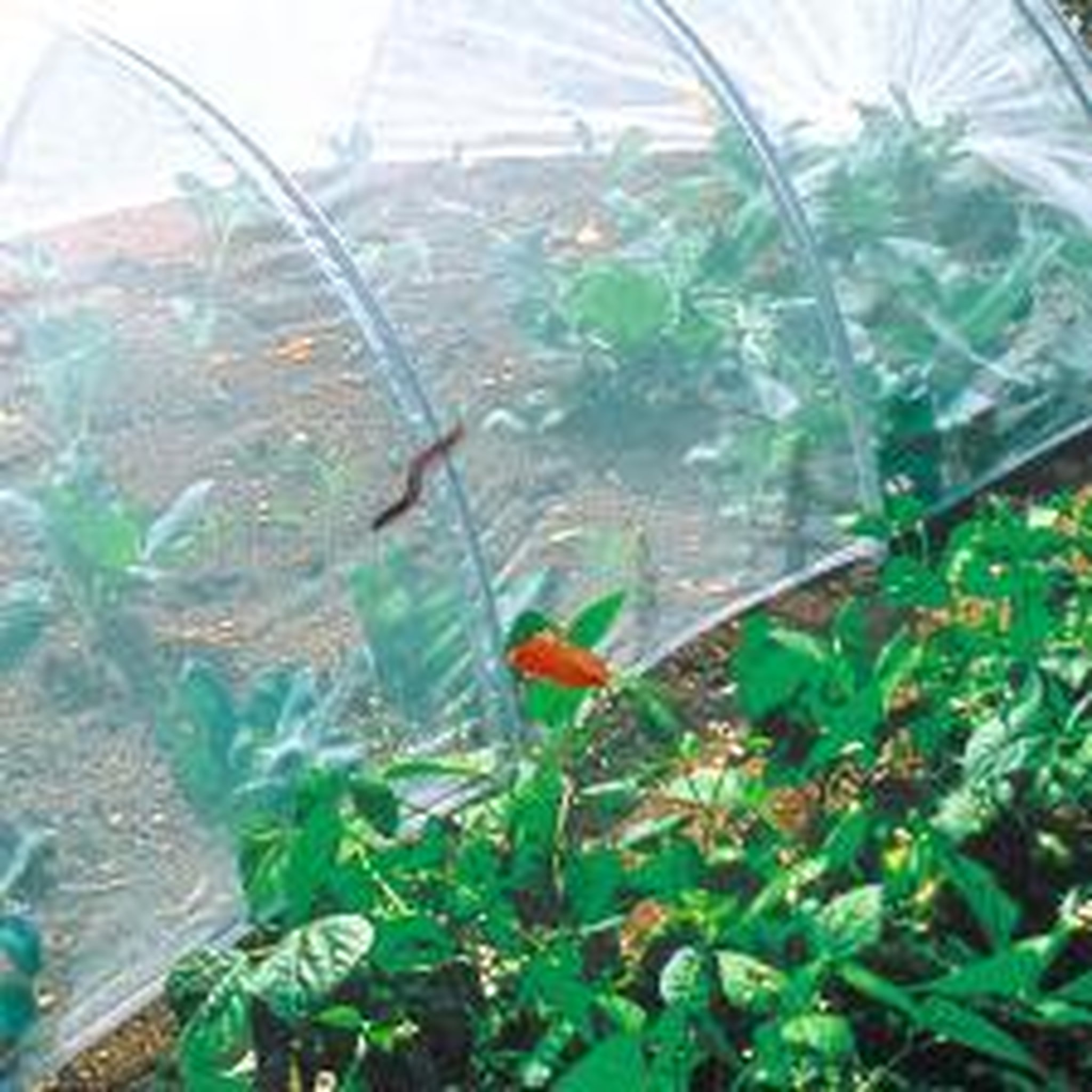 Nortene Filet anti-insectes Climabio