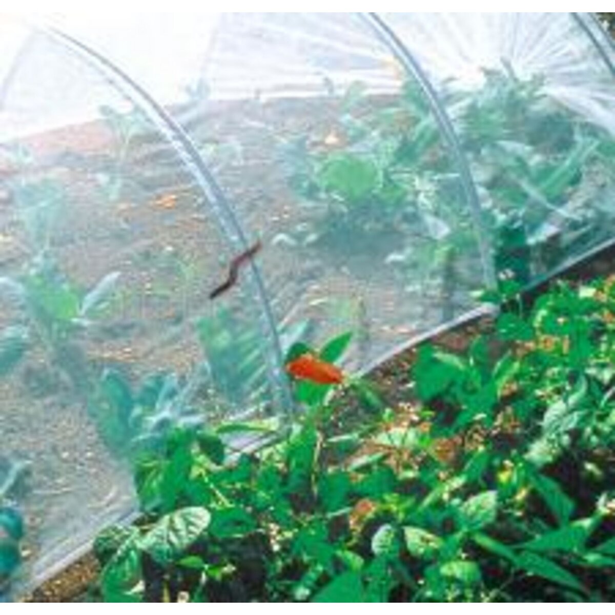 Nortene Filet anti-insectes Climabio