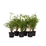 Voir la diapositive 1 : PLANT IN A BOX Bambou non-traçant - Set de 6 - Fargesia rufa - Hauteur 25-40cm - ⌀13cm