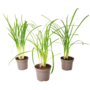 Voir la diapositive 1 : PLANT IN A BOX Tulbaghie - Set de 3 - Tulbaghia violacea - Hauteur 15-25cm - ⌀9cm