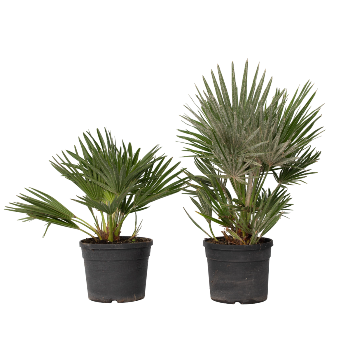 PLANT IN A BOX Palmier nain - Set de 2 - Chamaerops 'Vulcano' - Hauteur 35-45cm - ⌀19cm