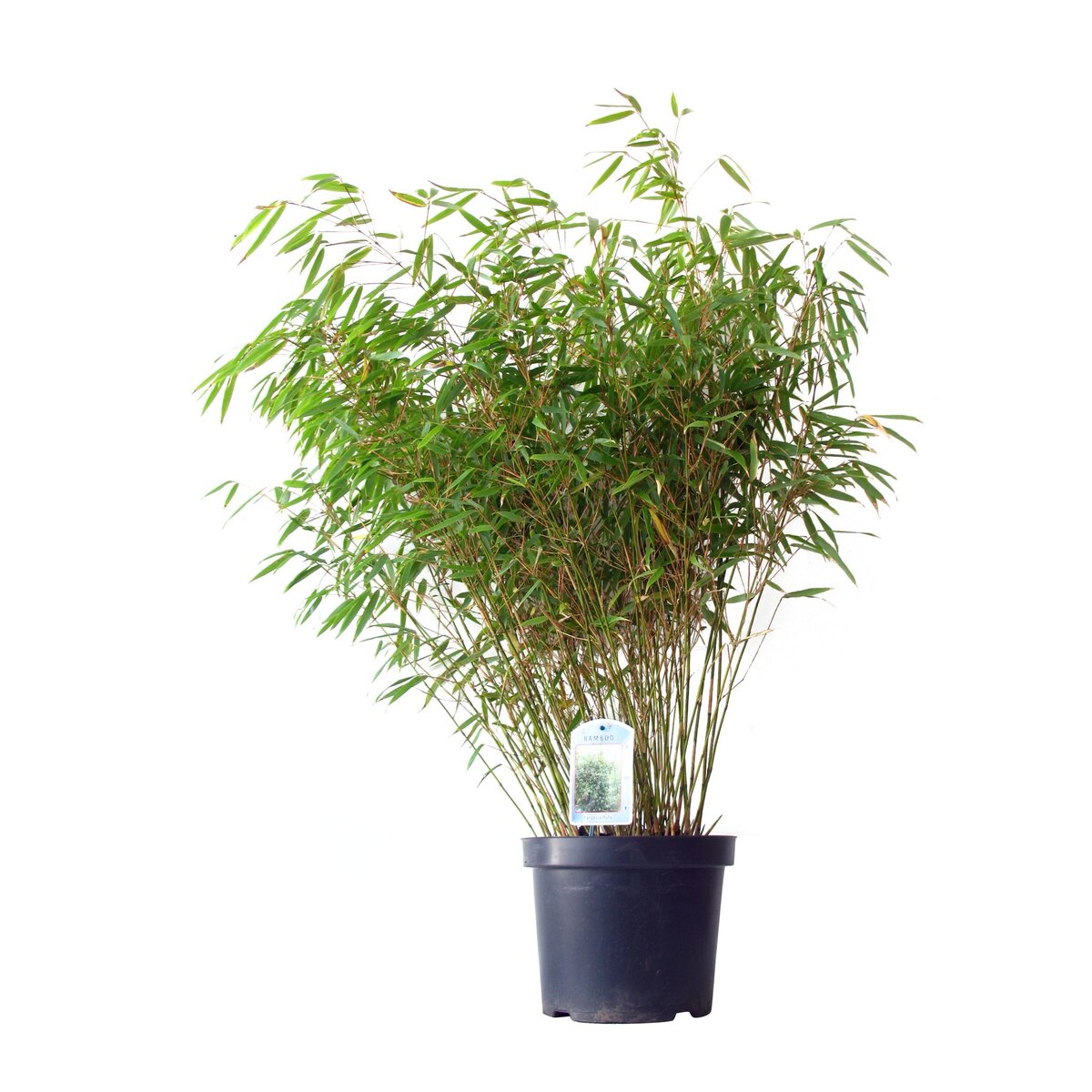 Bambou - Fargesia Rufa - Pot 7,5L