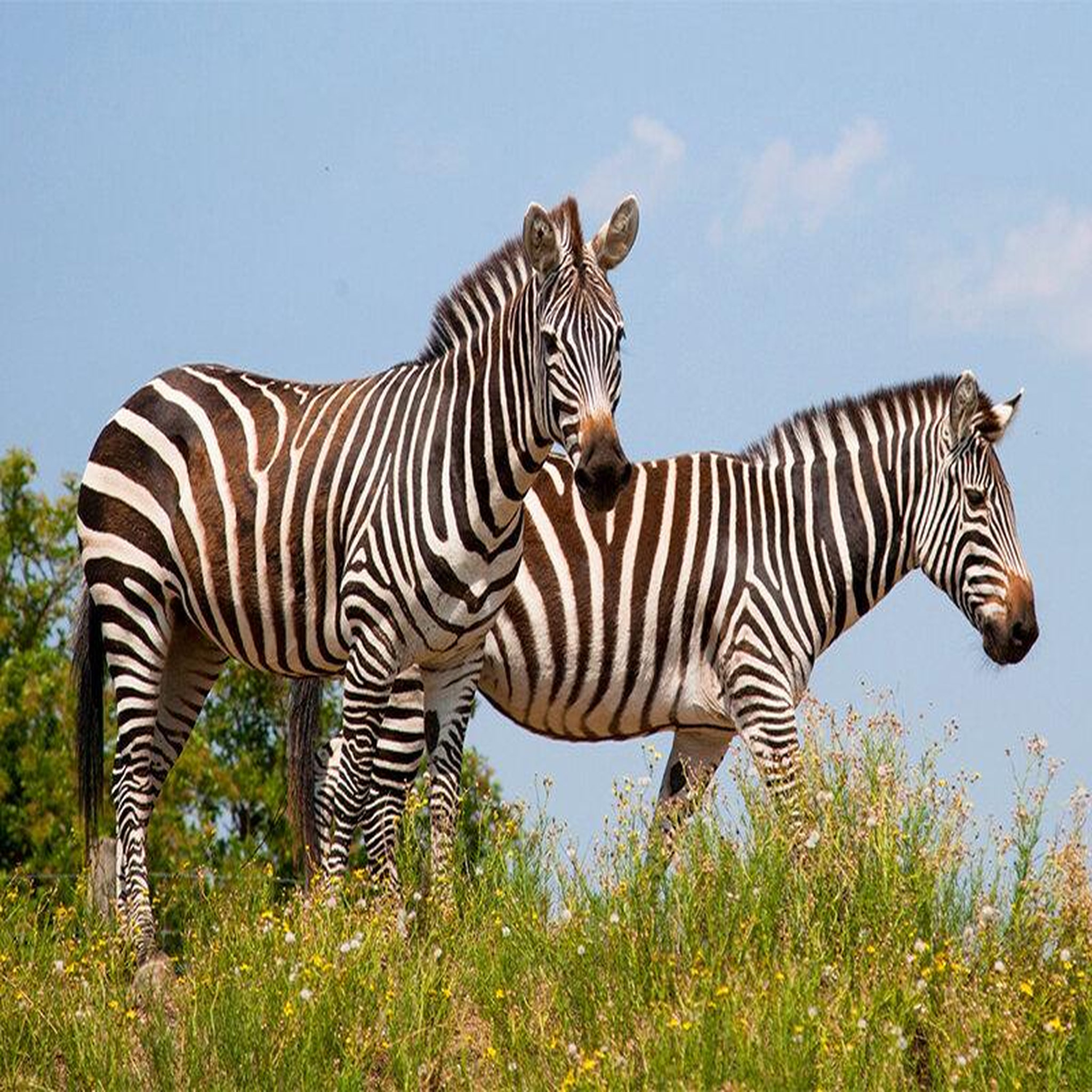 Voir la diapositive 4 : Smartbox Journée zoo en duo : 2 entrées adultes pour le safari de peaugres - coffret cadeau sport & aventure