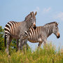 Voir la diapositive 4 : Smartbox Journée zoo en duo : 2 entrées adultes pour le Safari de Peaugres - Coffret Cadeau Sport & Aventure