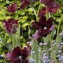 Voir la diapositive 4 : PLANT IN A BOX Tulipe - Set de 21 - Tulipa 'Black Parrot' - Bulbes à fleurs - Violet