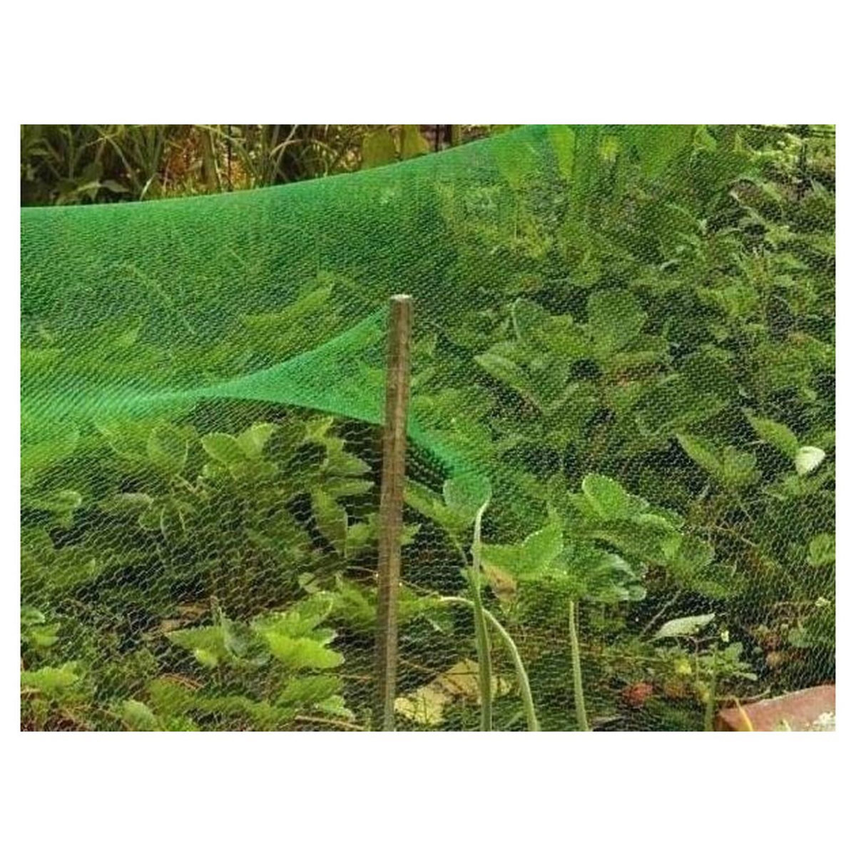 GARDENSTAR Filet anti-oiseaux - 2x10m - PE