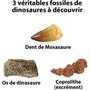 BANDAI Kit de fouille fossiles de dinosaures 