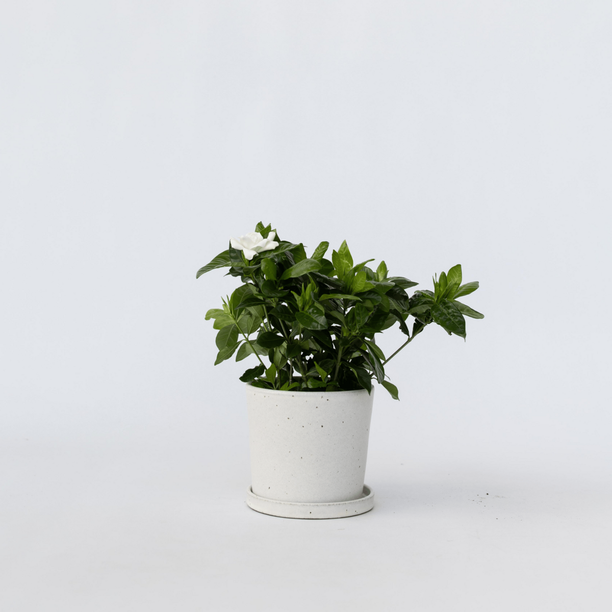 PLANT IN A BOX Jasmin du Cap - Gardenia jasminoides - Hauteur 20-30cm - ⌀13cm