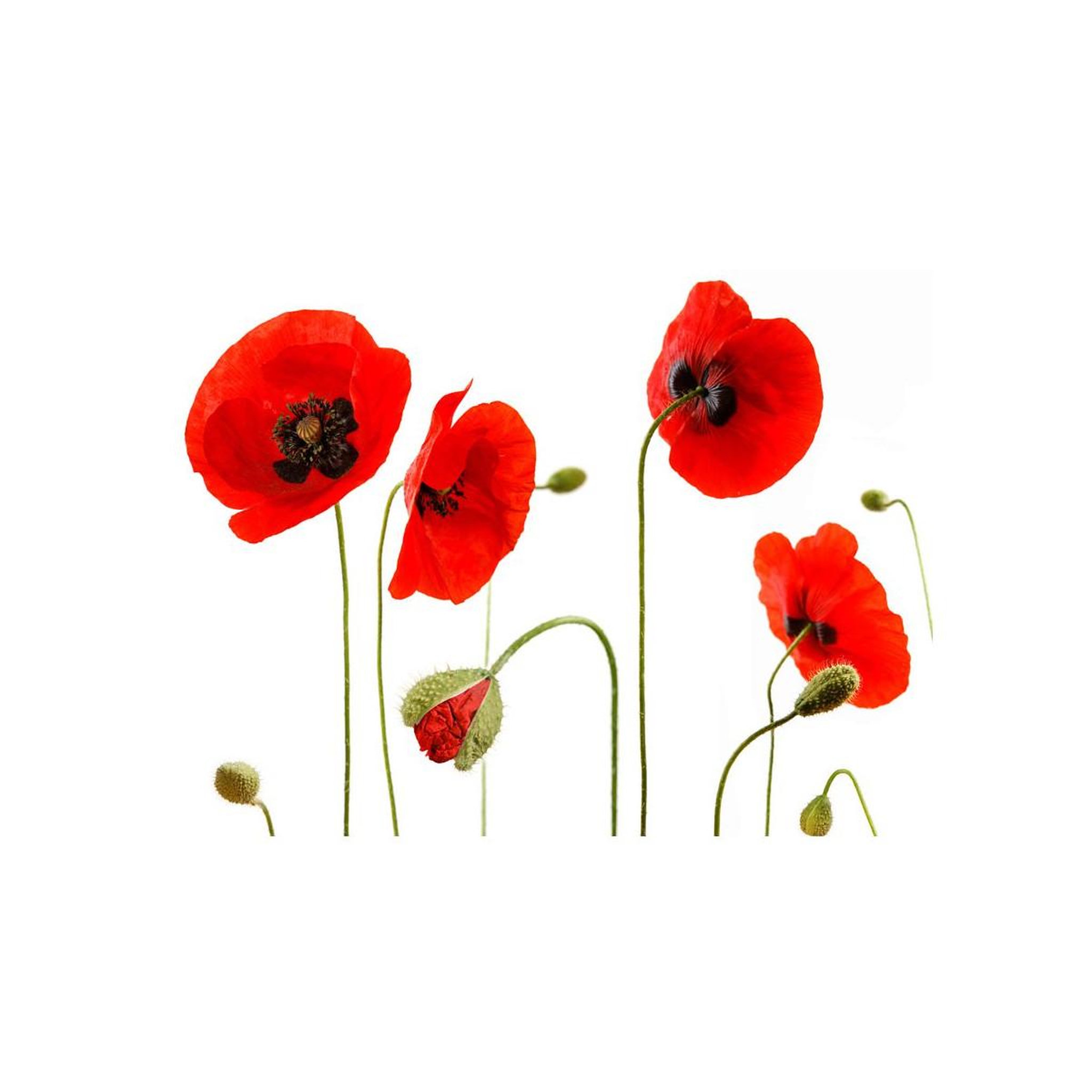 Voir la diapositive 2 : Paris Prix Papier Peint  Souvenirs D'été : Coquelicots