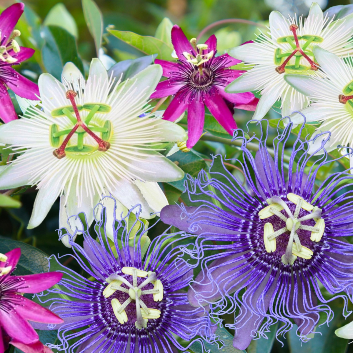 PLANT IN A BOX Passiflore - Set de 3 - Passiflora hybridum - Hauteur 25-40cm - ⌀9cm