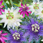 Voir la diapositive 4 : PLANT IN A BOX Passiflore - Set de 3 - Passiflora hybridum - Hauteur 25-40cm - ⌀9cm