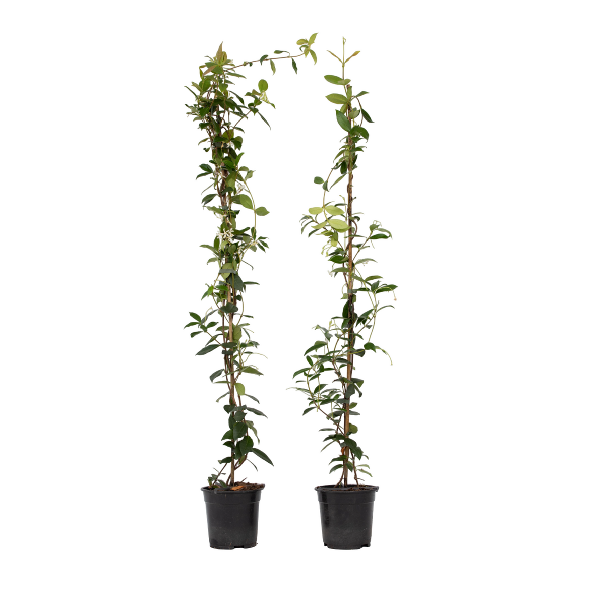 PLANT IN A BOX Jasmin étoilé - Set de 2 - Trachelospermum jasminoides - H110-120cm - ⌀17cm