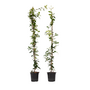 Voir la diapositive 1 : PLANT IN A BOX Jasmin étoilé - Set de 2 - Trachelospermum jasminoides - H110-120cm - ⌀17cm