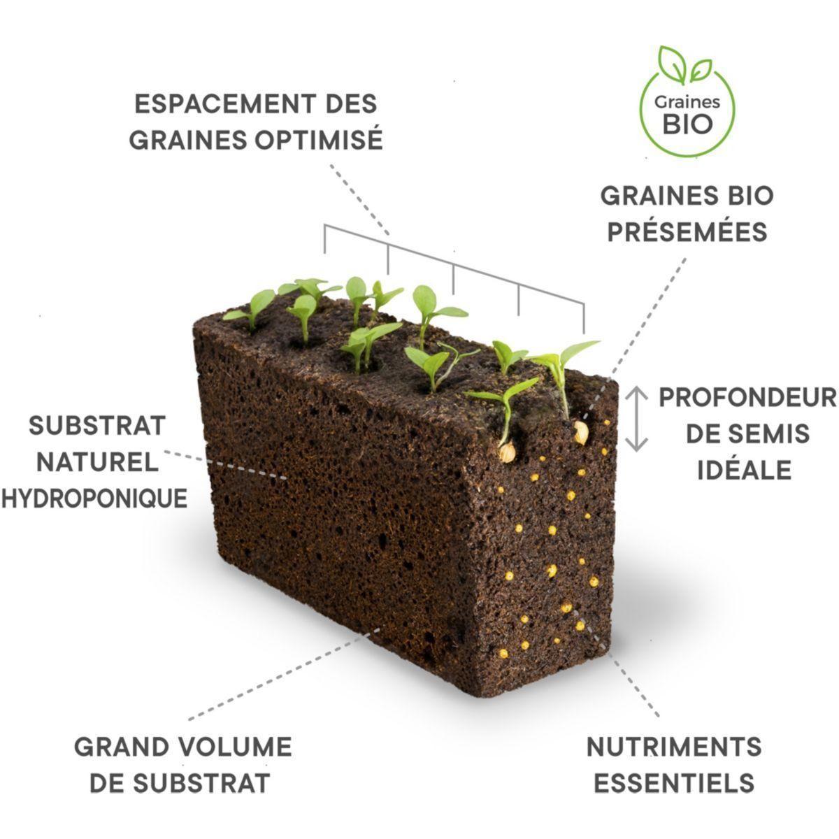 VERITABLE Recharge jardin d'intérieur Mizuna BIO